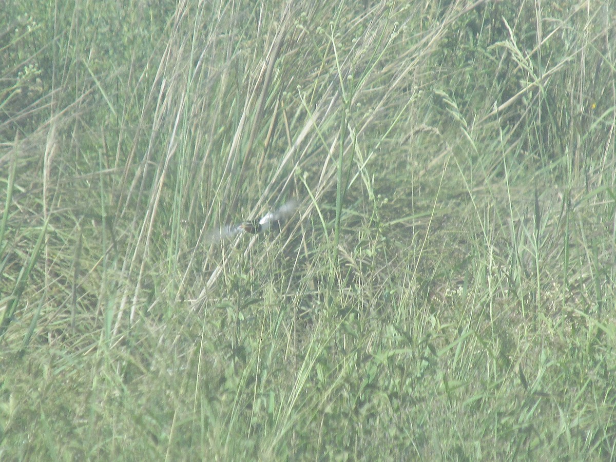 vimpeltyrann - ML646684278