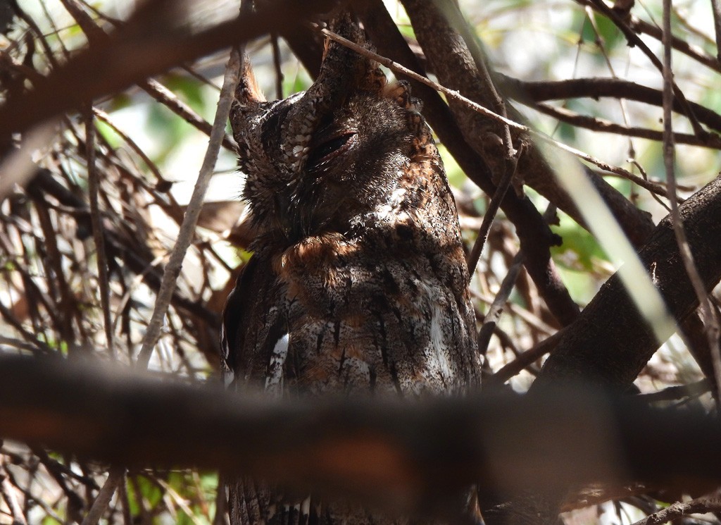 Madagascar Scops-Owl - ML646684280