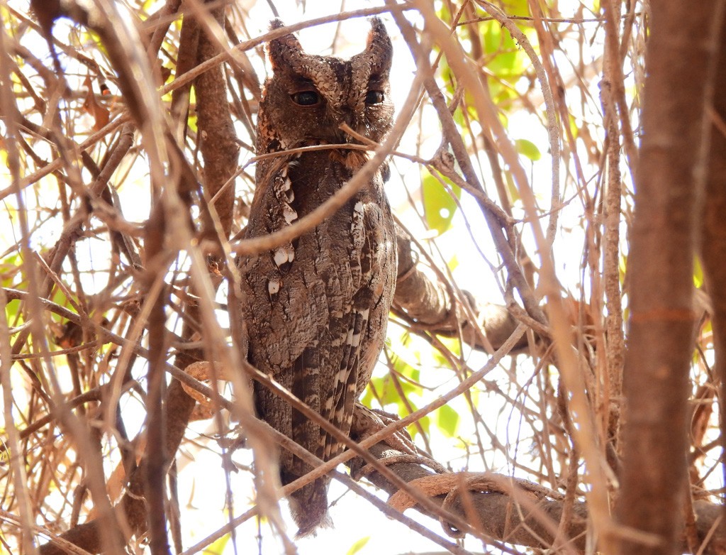 Madagascar Scops-Owl - ML646684281