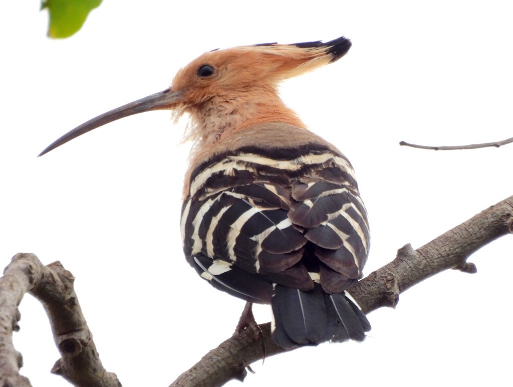 Madagascar Hoopoe - ML646684282