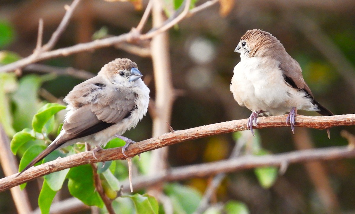 Indian Silverbill - ML646684285