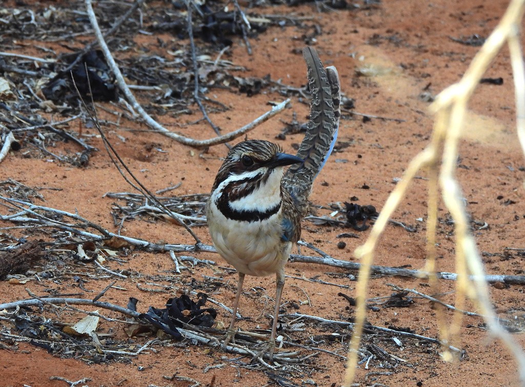 Long-tailed Ground-Roller - ML646684286