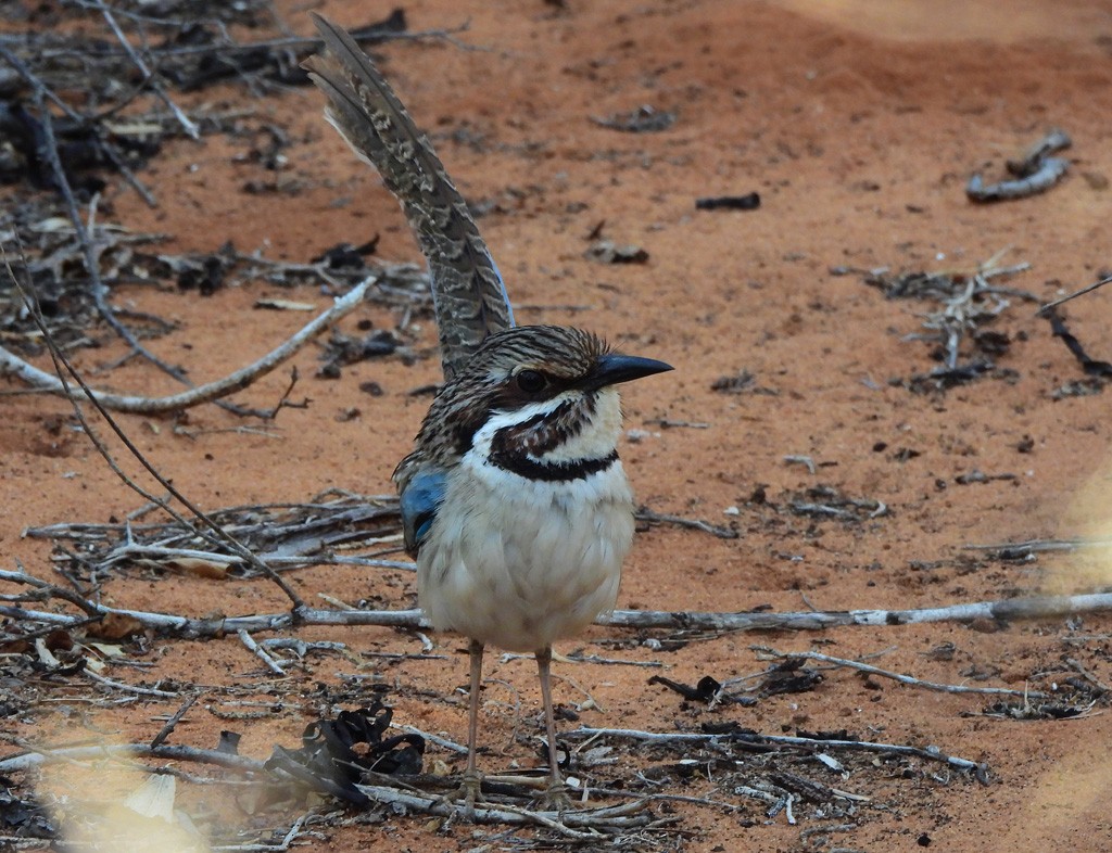 Long-tailed Ground-Roller - ML646684287