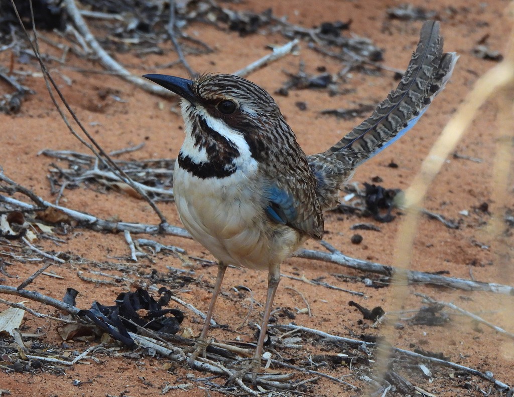 Long-tailed Ground-Roller - ML646684288