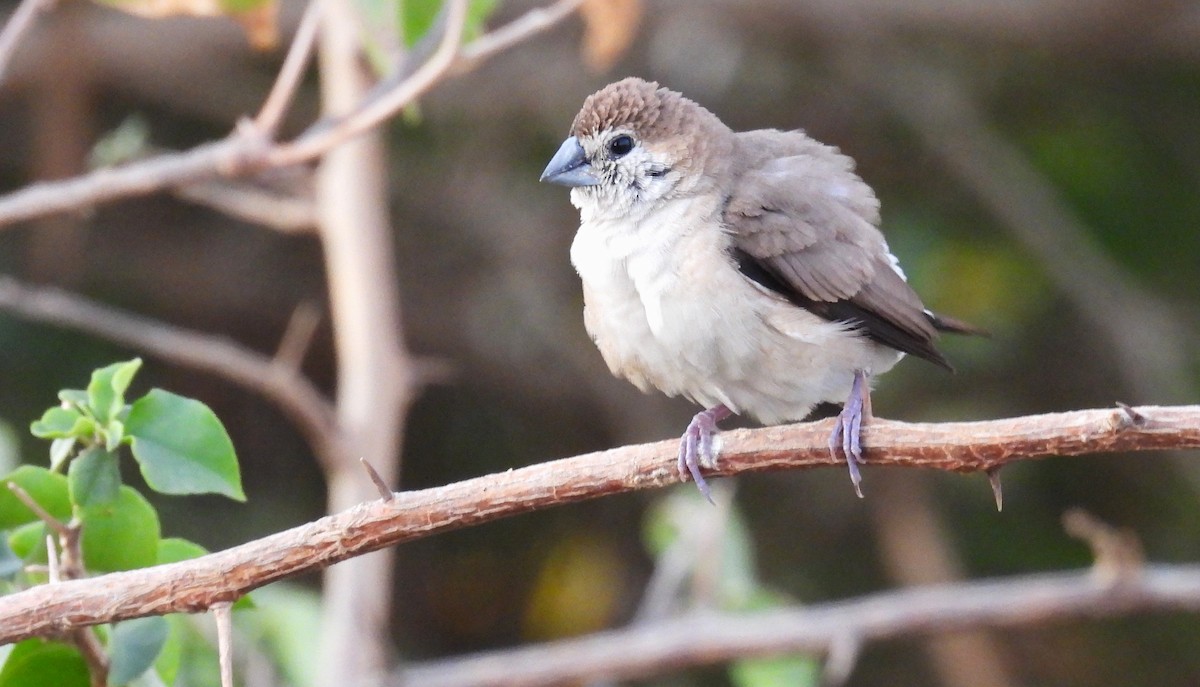 Indian Silverbill - ML646684296