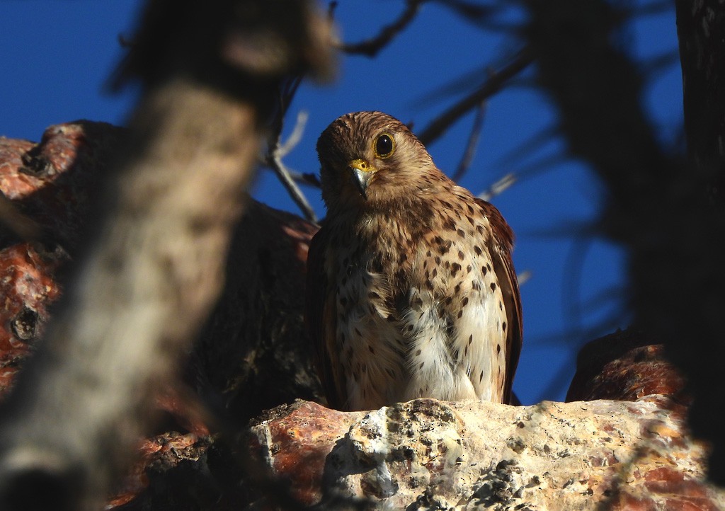 Malagasy Kestrel - ML646684297