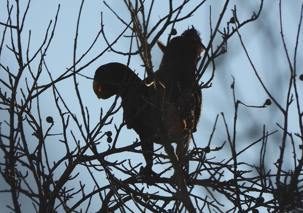 Greater/Lesser Vasa Parrot - ML646684301