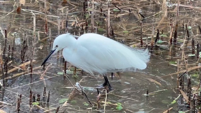 Чепура мала - ML646684302