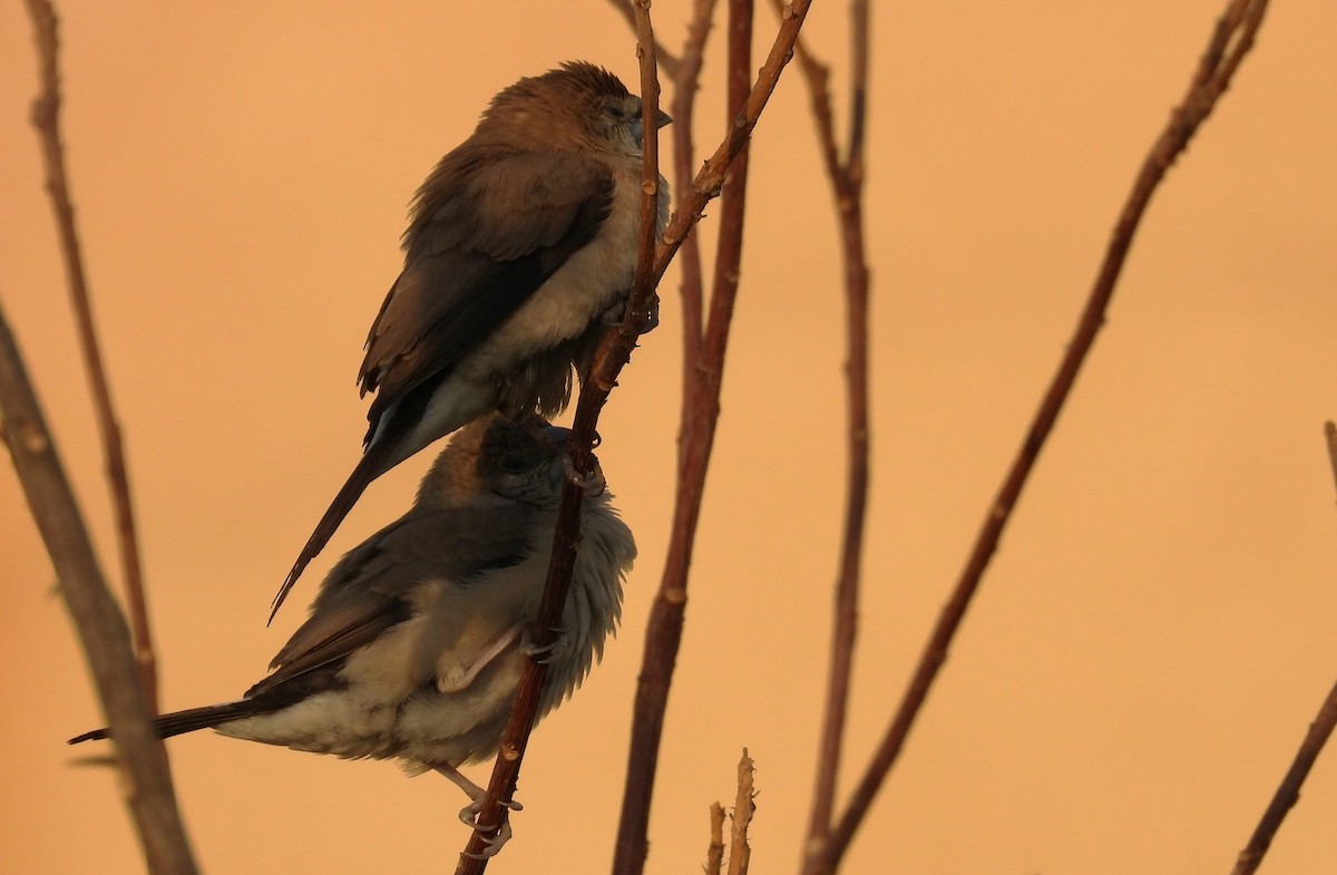 Indian Silverbill - ML646684304