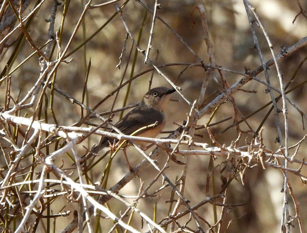 Common Newtonia - ML646684305