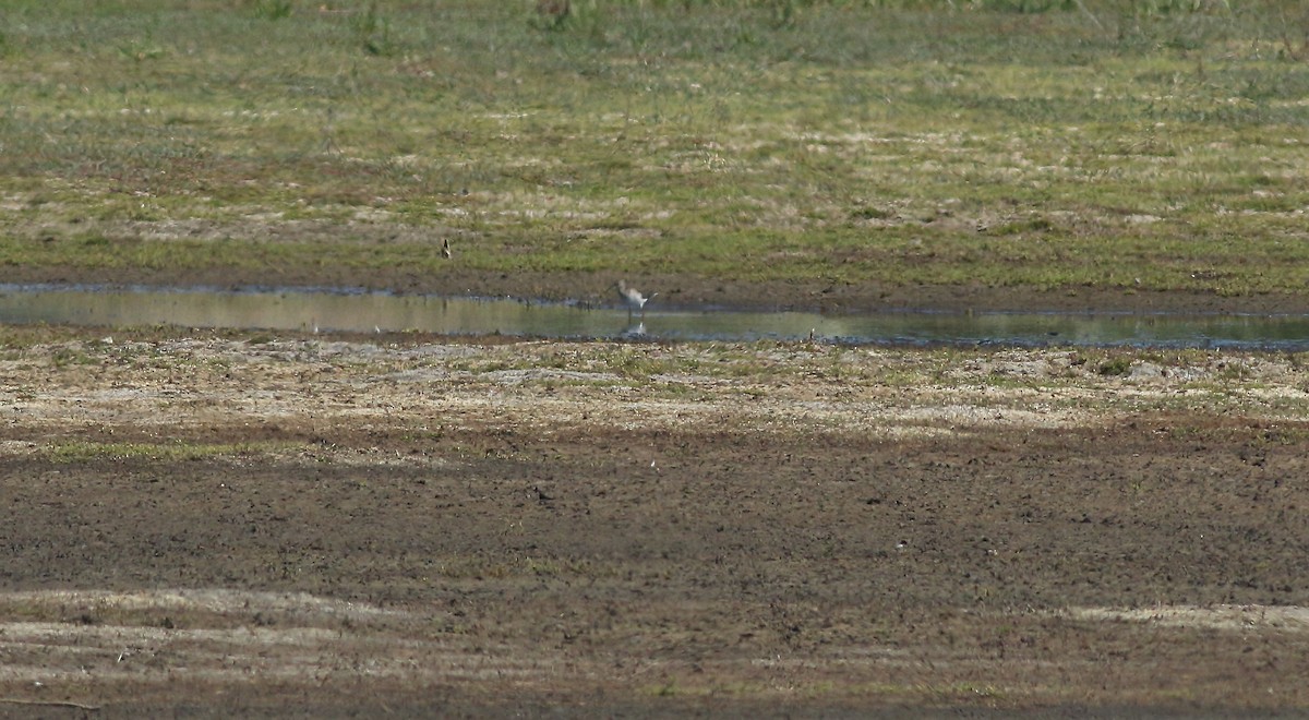 Chevalier sylvain - ML646684306