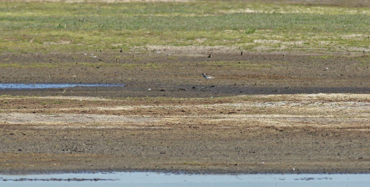 Chevalier sylvain - ML646684308