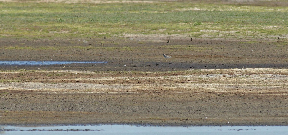 Chevalier sylvain - ML646684309