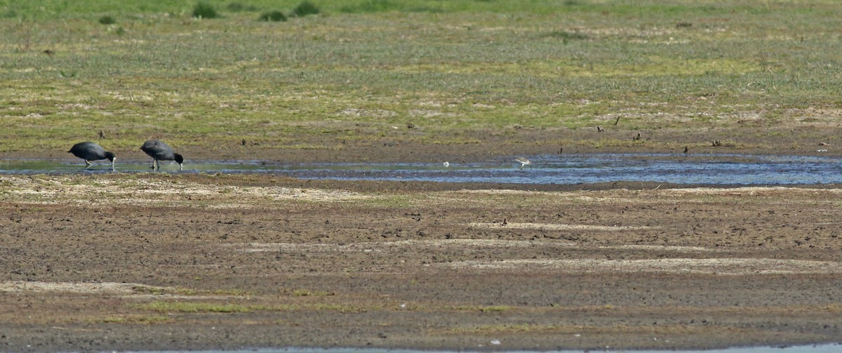 Chevalier sylvain - ML646684310