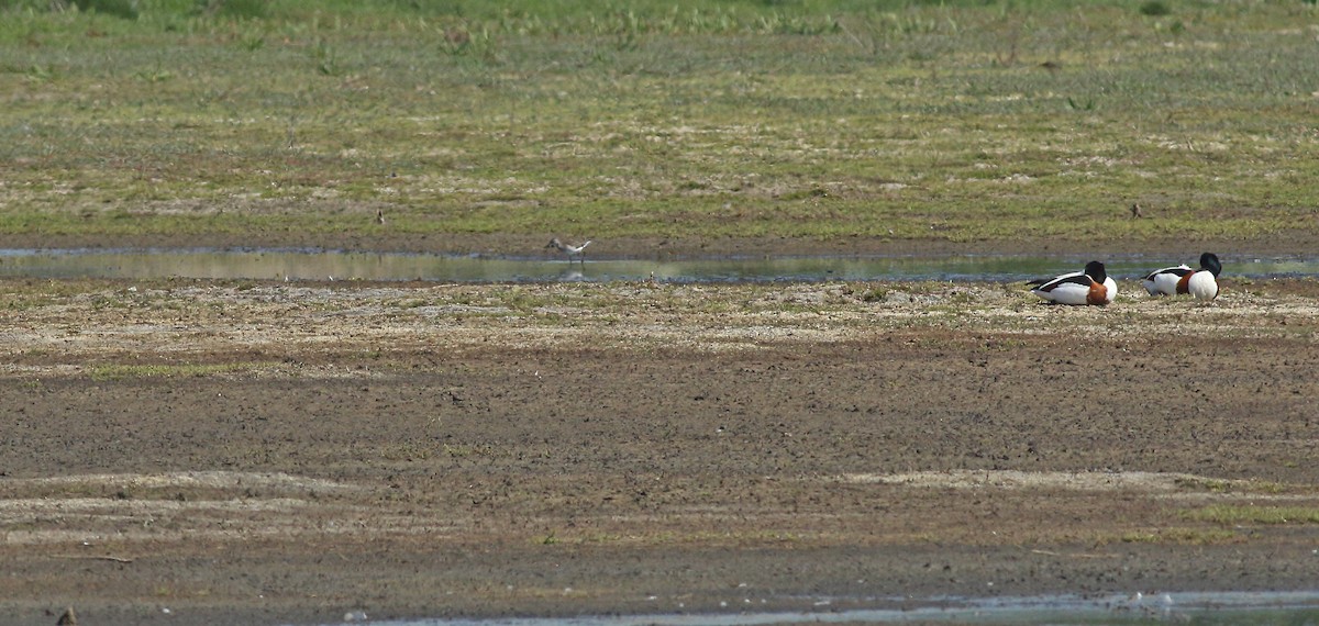 Chevalier sylvain - ML646684312