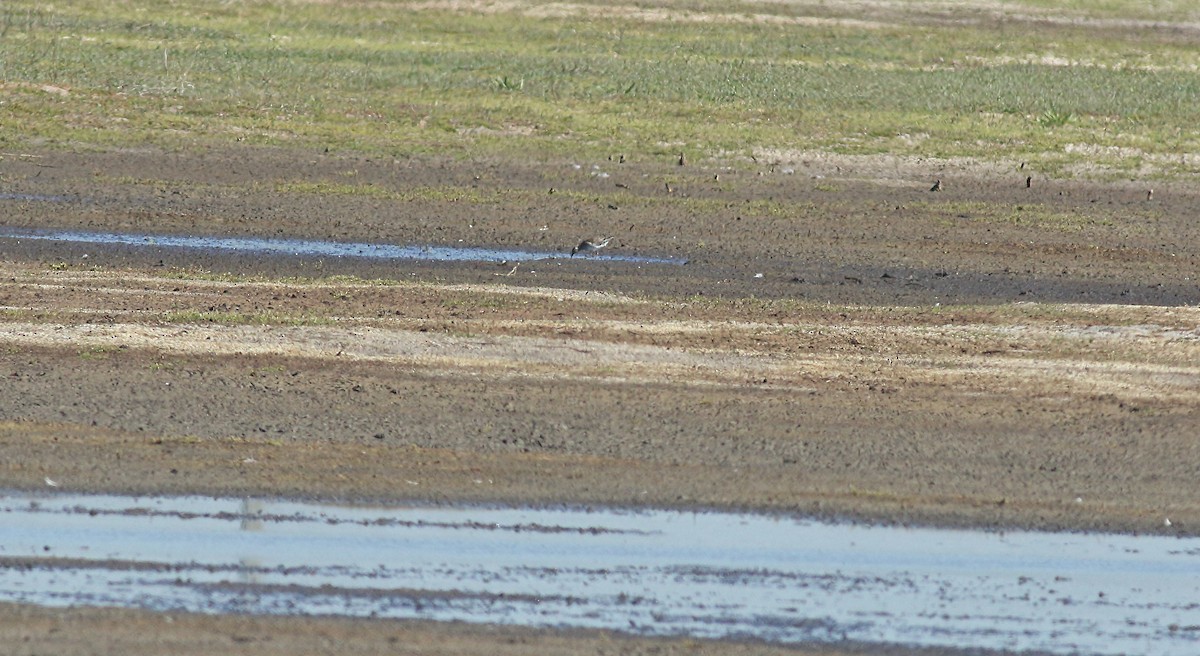 Chevalier sylvain - ML646684314