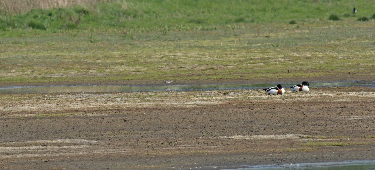 Chevalier sylvain - ML646684315