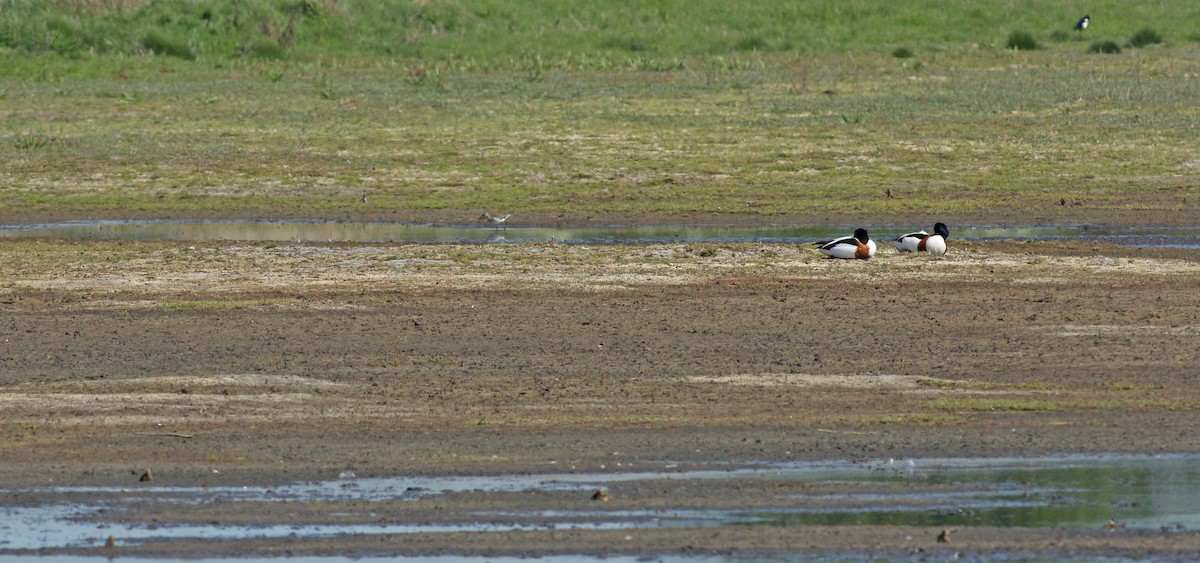 Chevalier sylvain - ML646684316