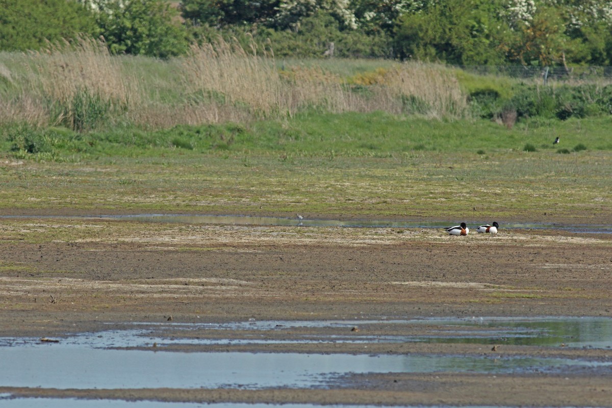 Chevalier sylvain - ML646684317