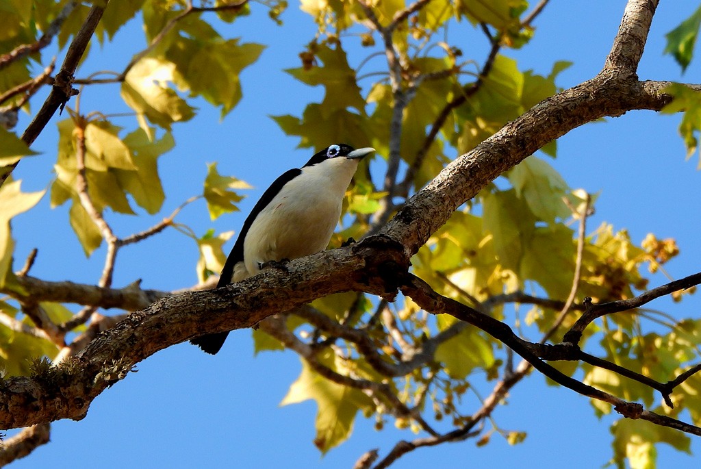 Chabert Vanga - ML646684319