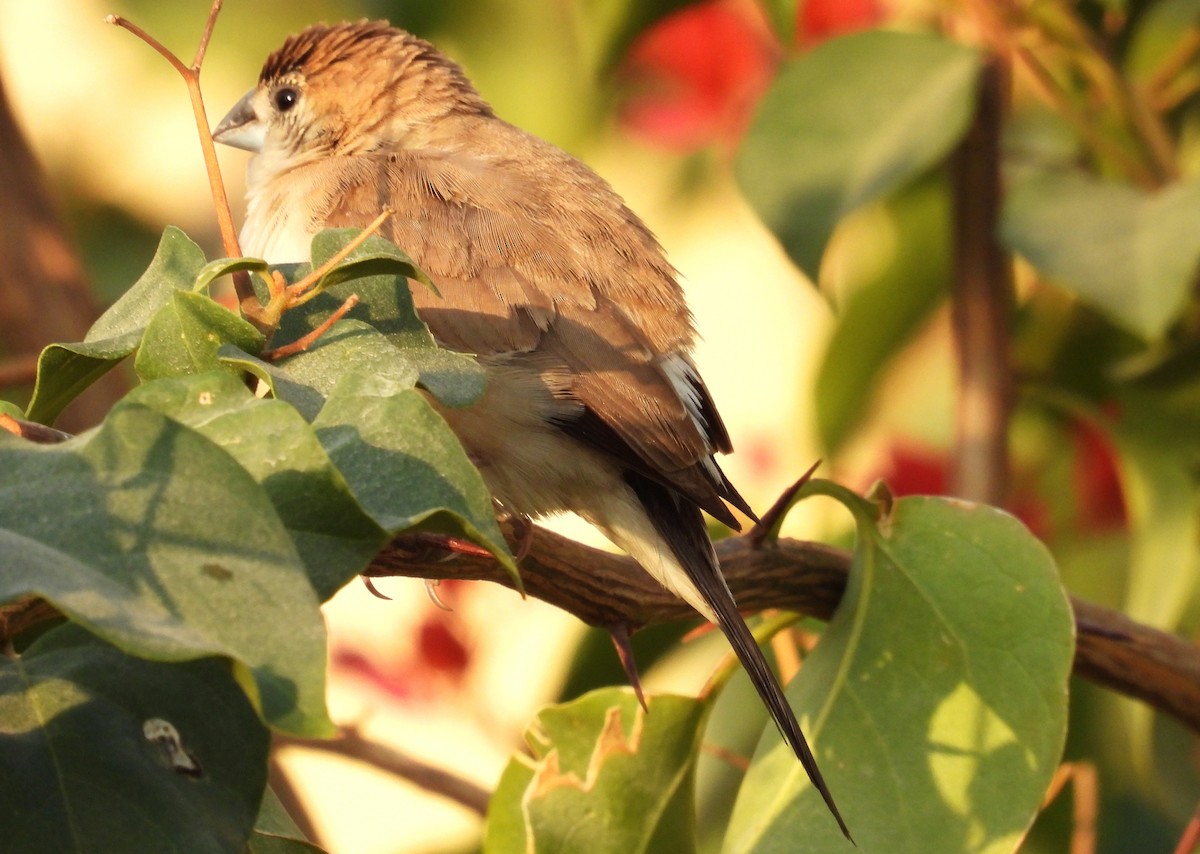 Indian Silverbill - ML646684320