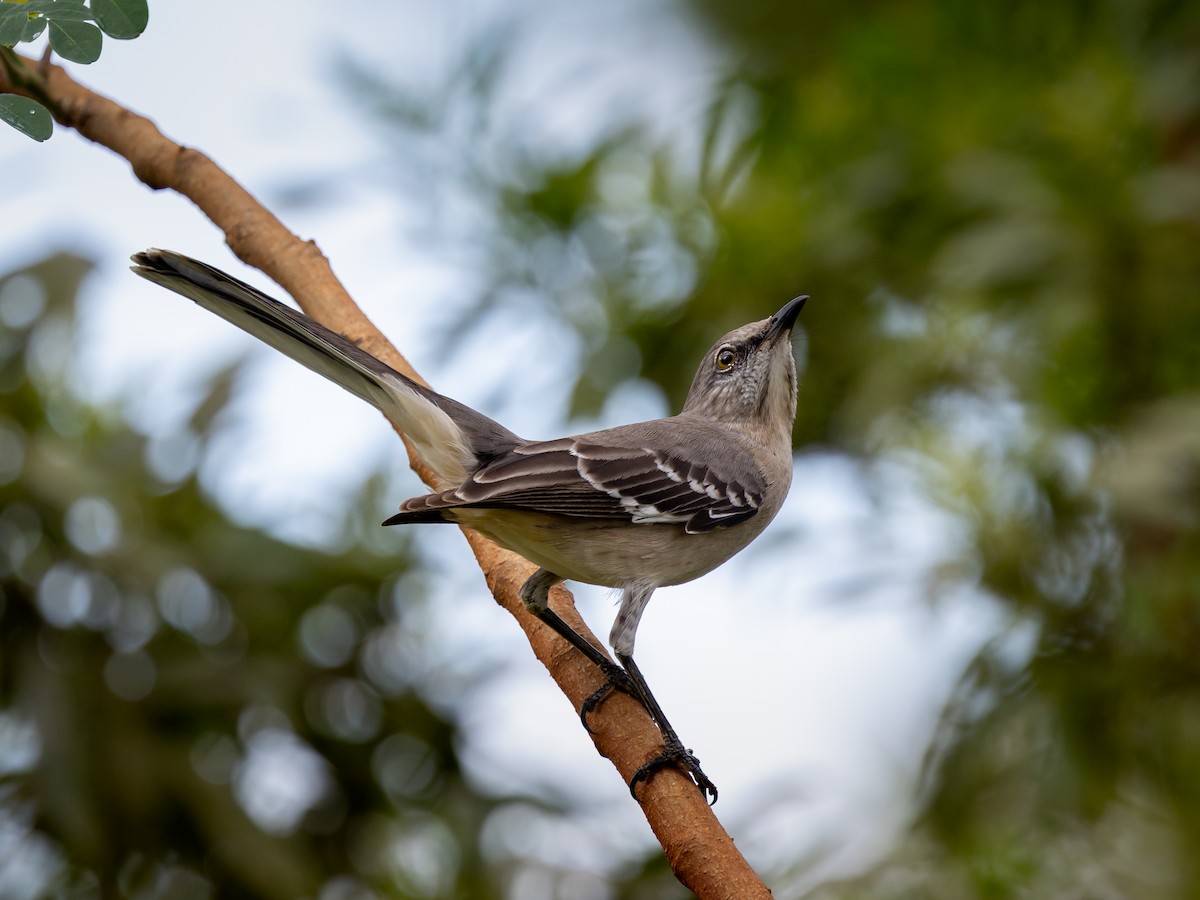 Northern Mockingbird - ML646684324