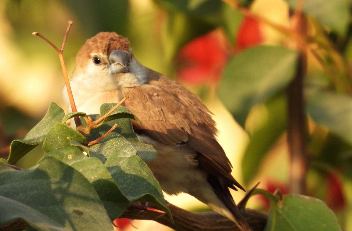 Indian Silverbill - ML646684327