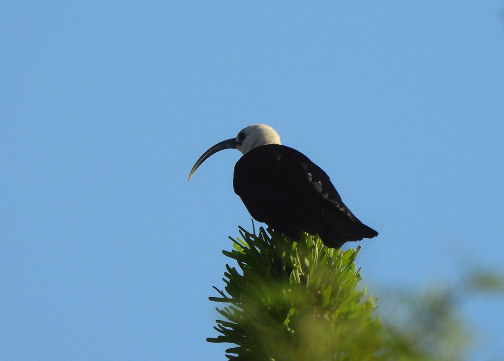 Sickle-billed Vanga - ML646684328