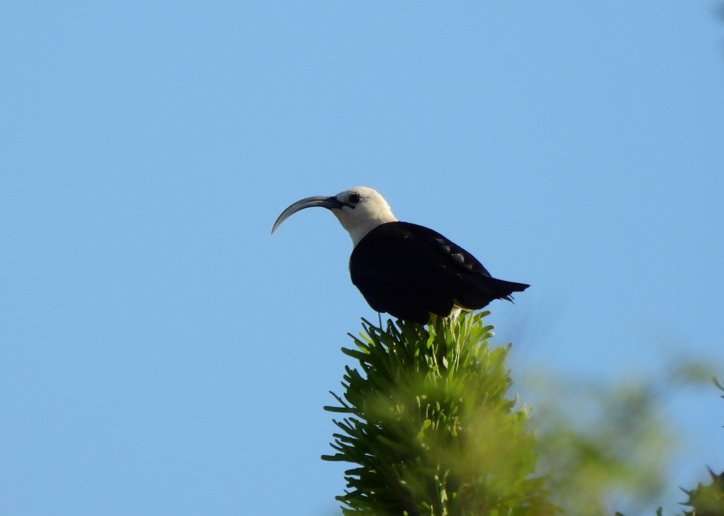 Sickle-billed Vanga - ML646684329