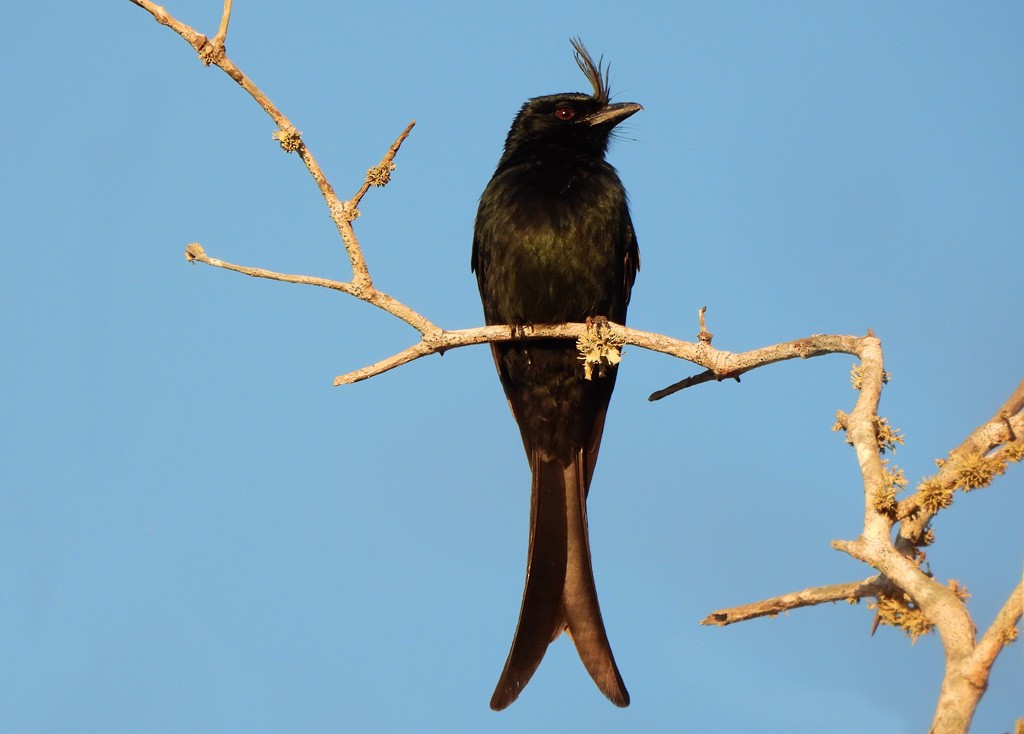 Crested Drongo (Madagascar) - ML646684332