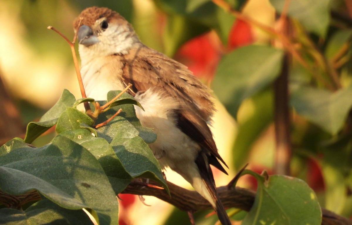 Indian Silverbill - ML646684334