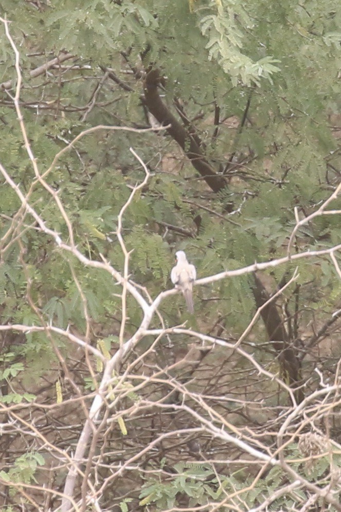 Kap Kumrusu - ML646684335