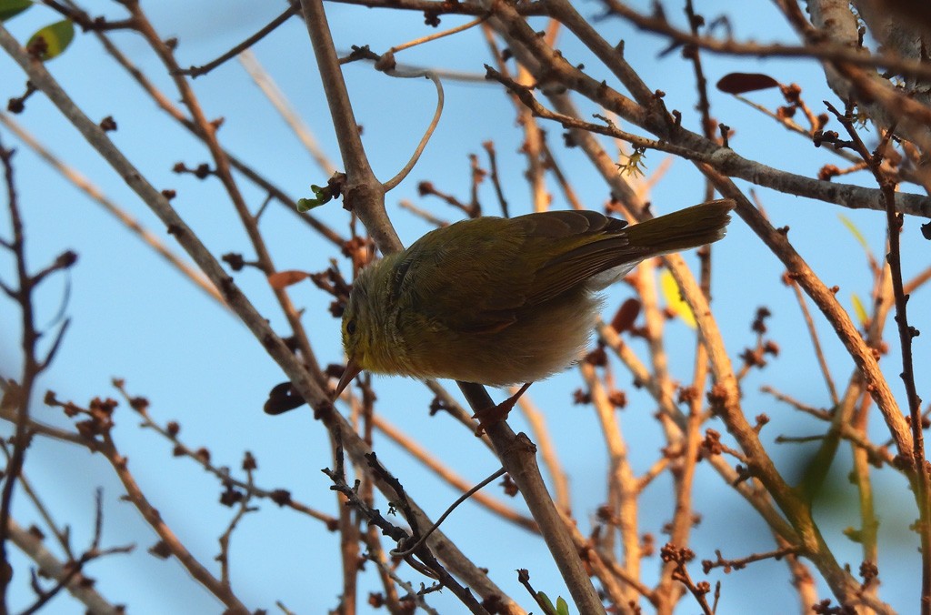 Common Jery - ML646684337