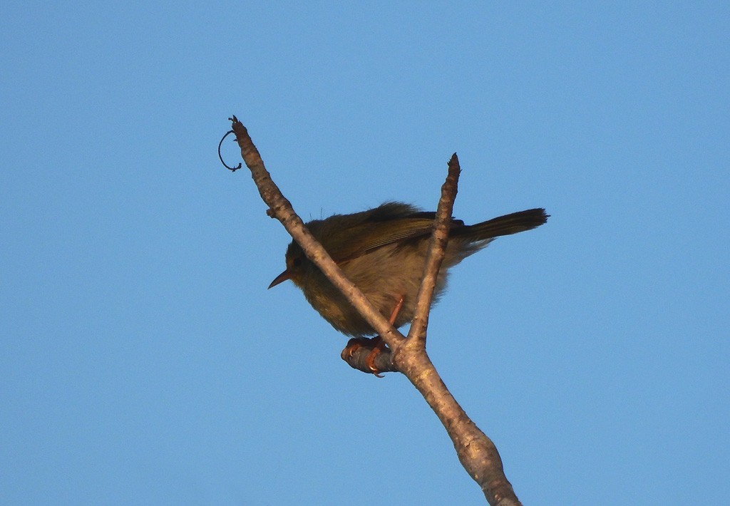 Common Jery - ML646684338