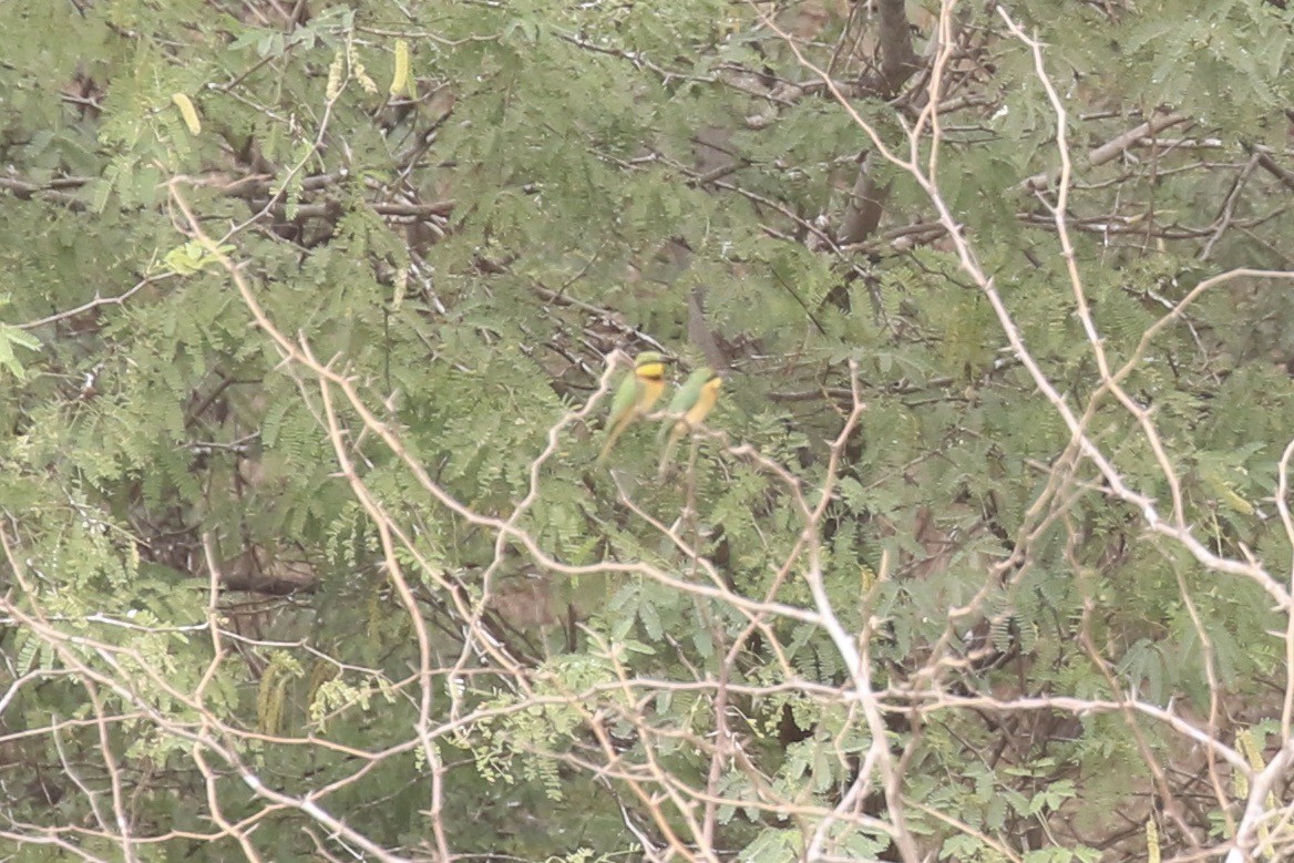 Little Bee-eater - ML646684339