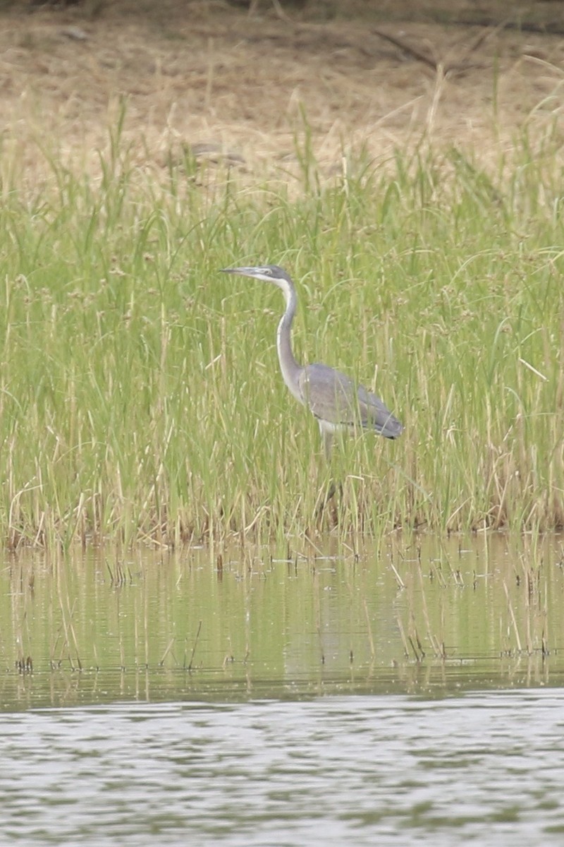 Black-headed Heron - ML646684342