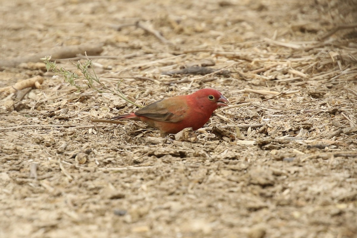 Red-billed Firefinch - ML646684343