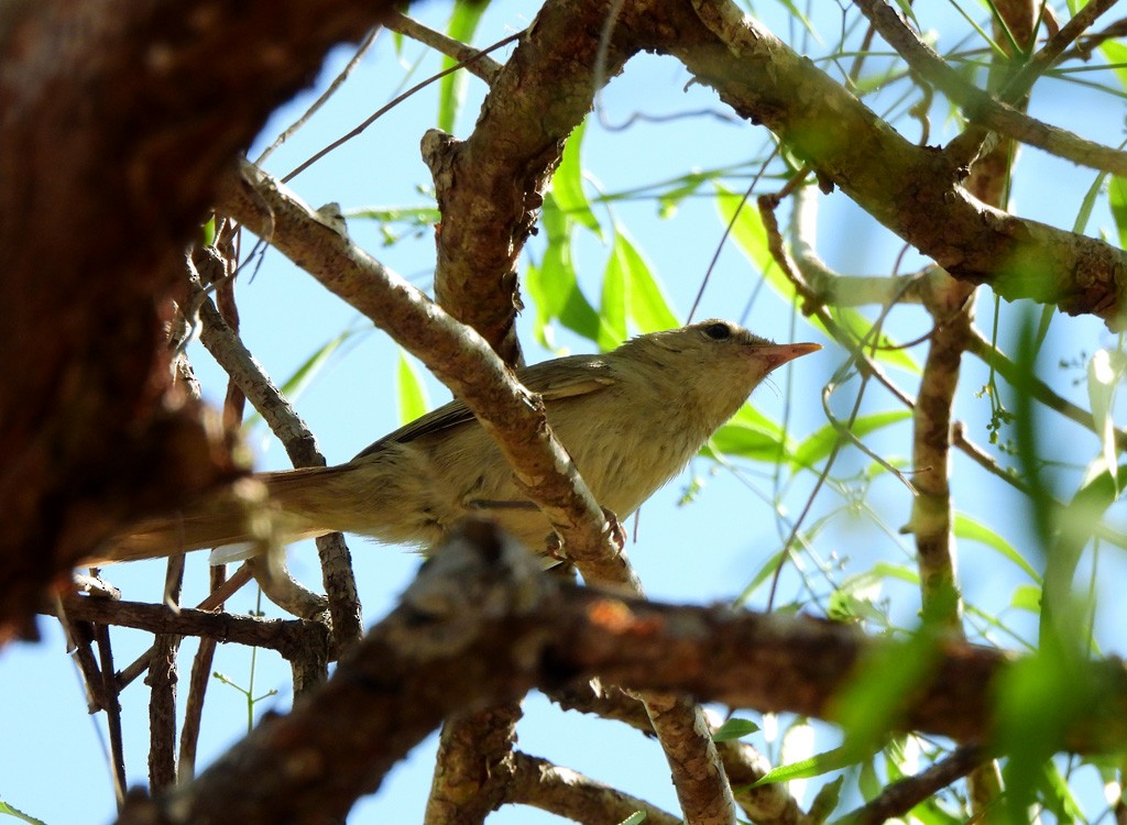 Subdesert Brush-Warbler - ML646684344