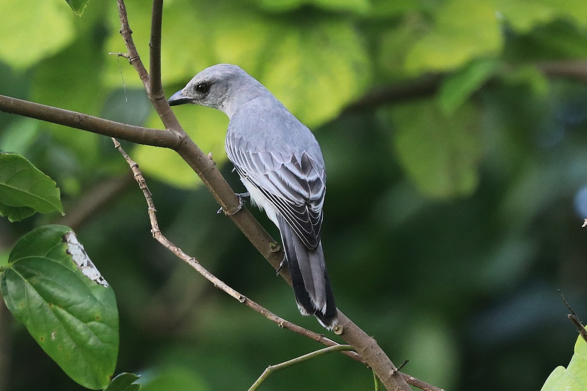 Oriental Cuckooshrike - ML646684345