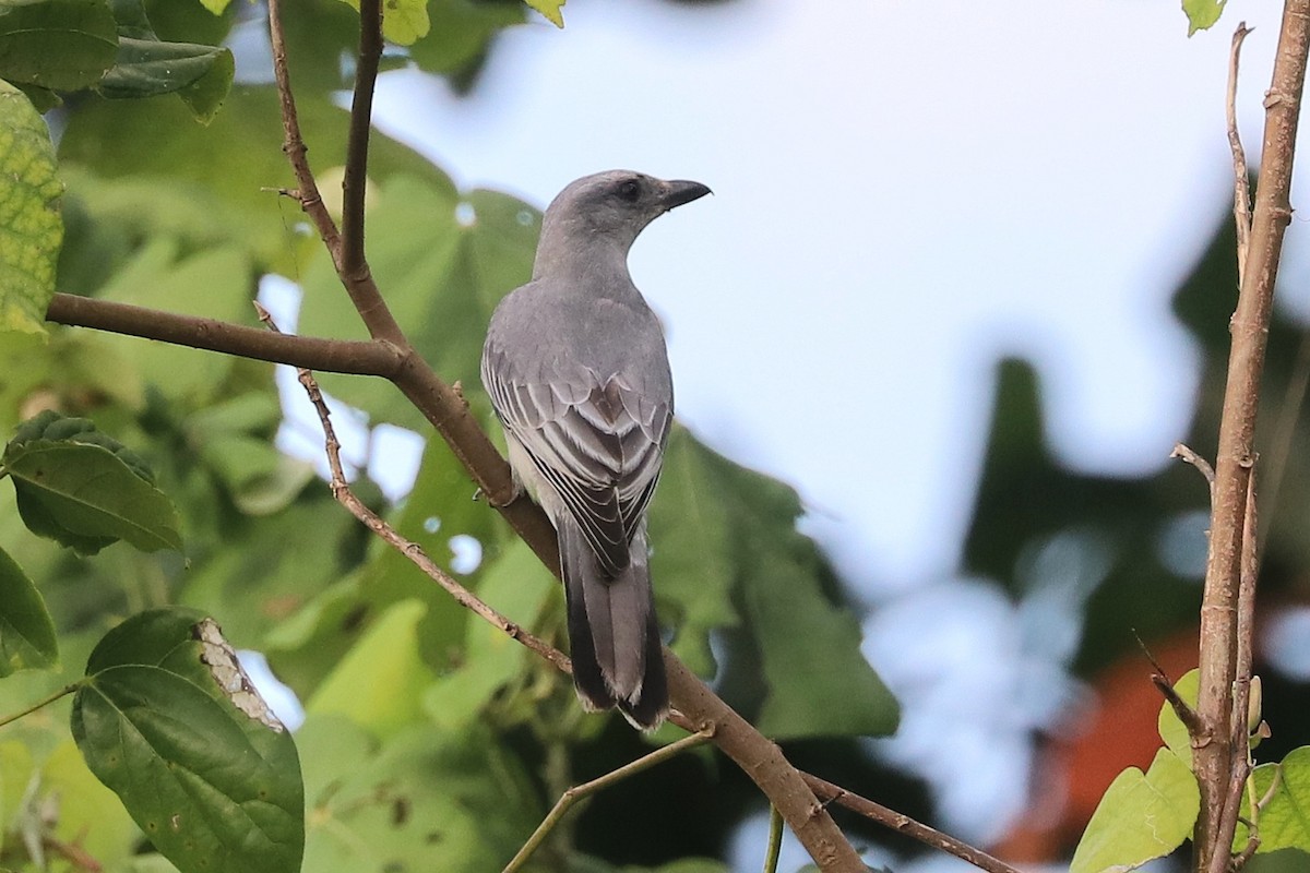 Oriental Cuckooshrike - ML646684346