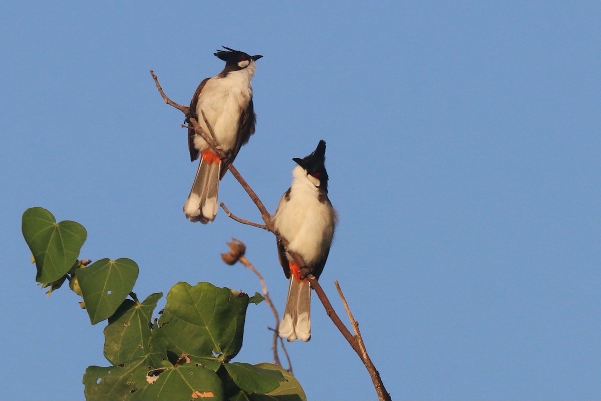 Red-whiskered Bulbul - ML646684348