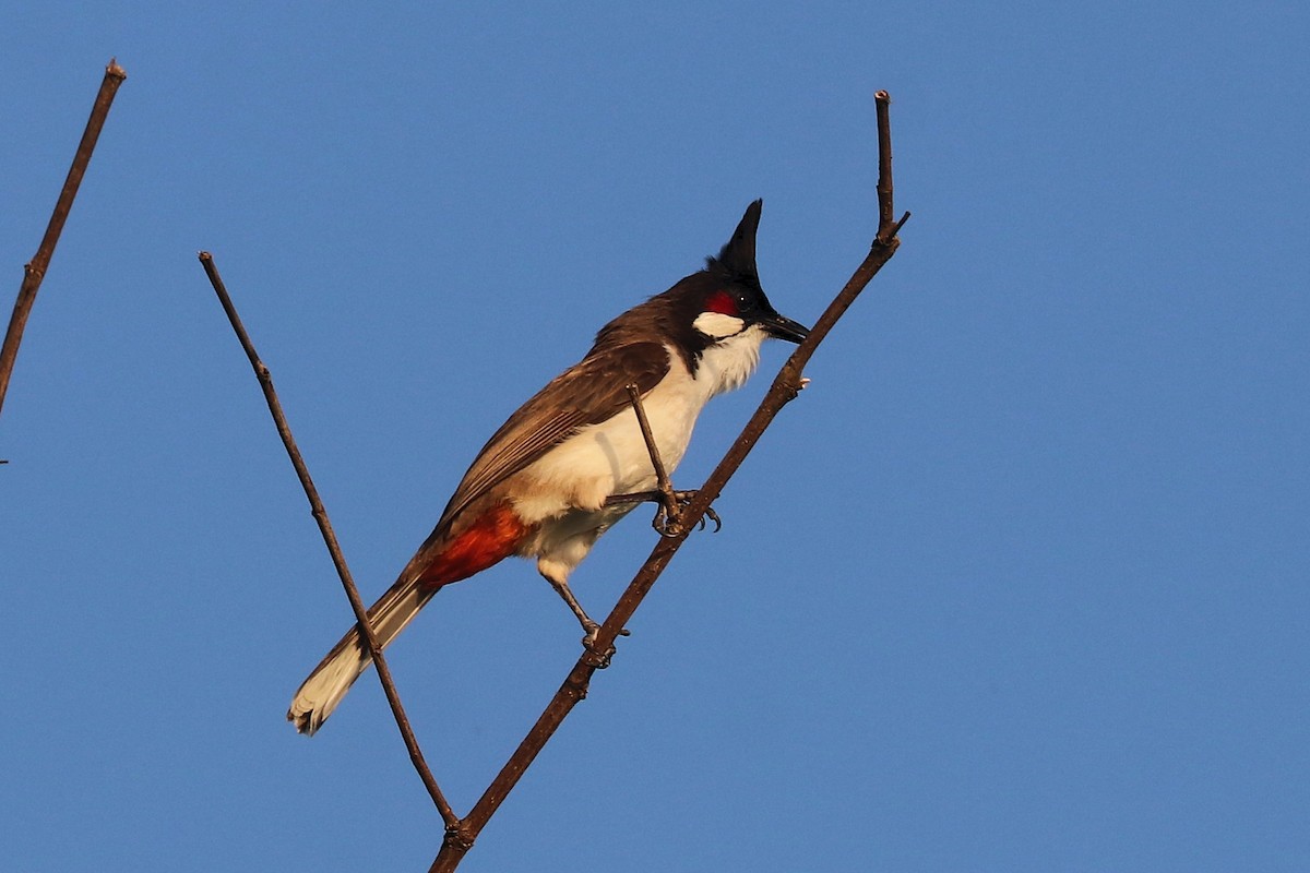 Red-whiskered Bulbul - ML646684349