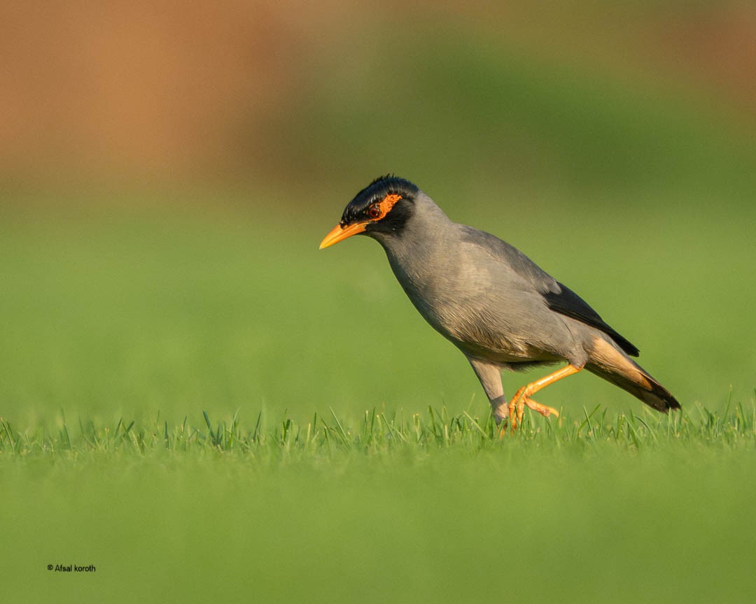 Bank Myna - ML646684350