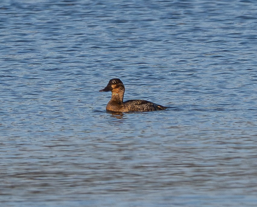 Ruddy Duck - ML646684351