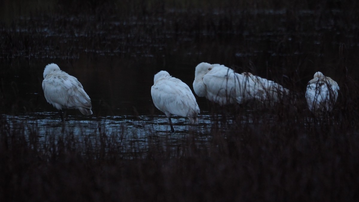 Eurasian Spoonbill - ML646684352