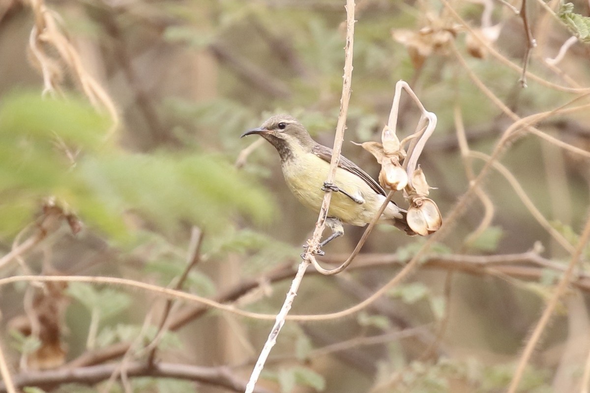 Beautiful Sunbird - ML646684353