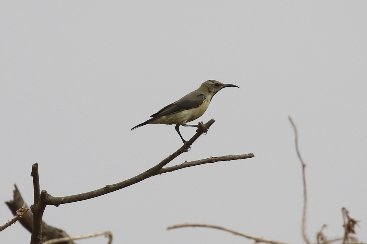 Beautiful Sunbird - ML646684354