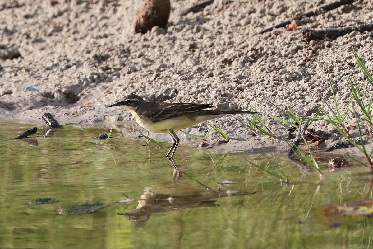 Gray Wagtail - ML646684355