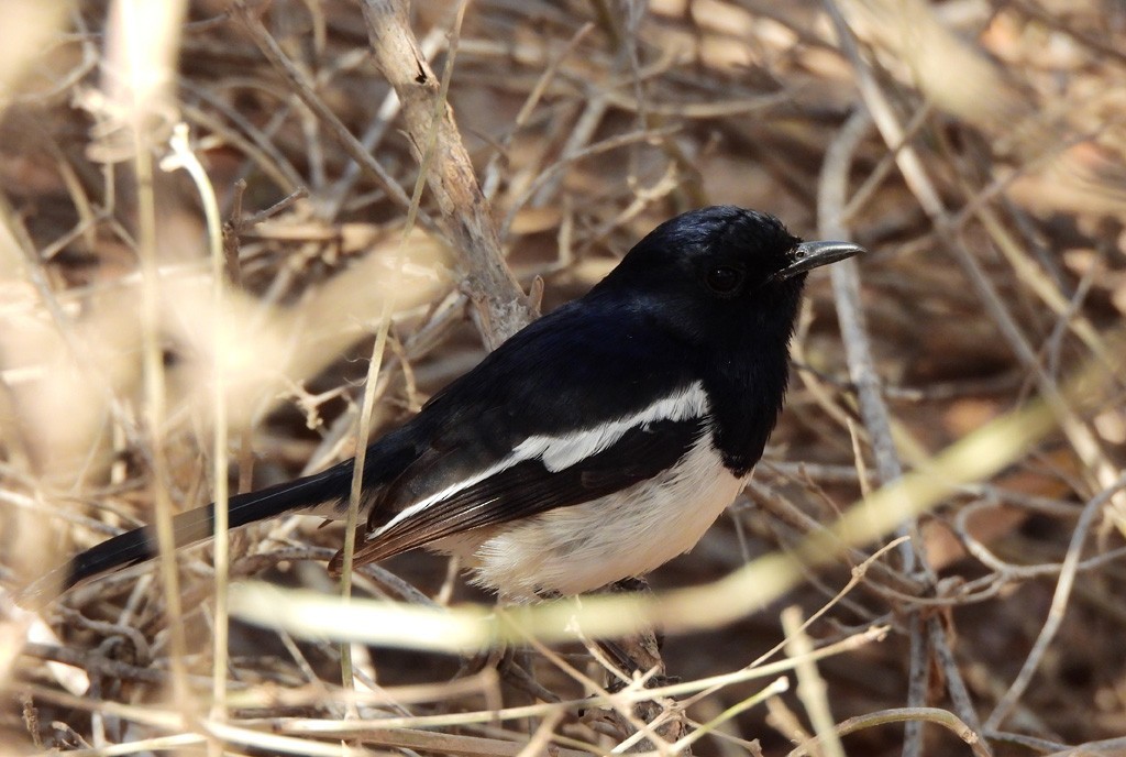 Madagascar Magpie-Robin - ML646684356