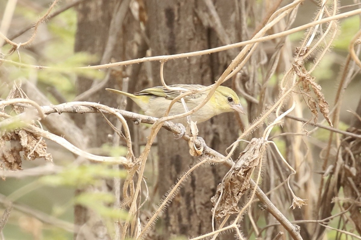Little Weaver - ML646684358